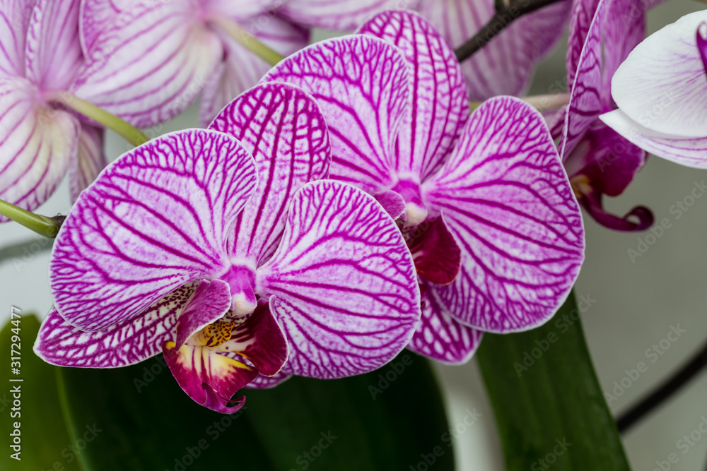 Beautiful purple orchid flowers isolated Beautiful purple orchid flowers isolated
