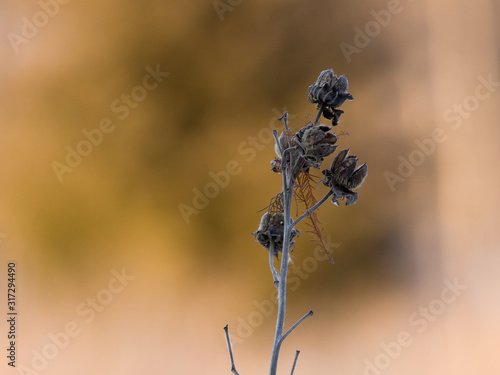 Dried thistle on a blurred background perfect for copy space. photo