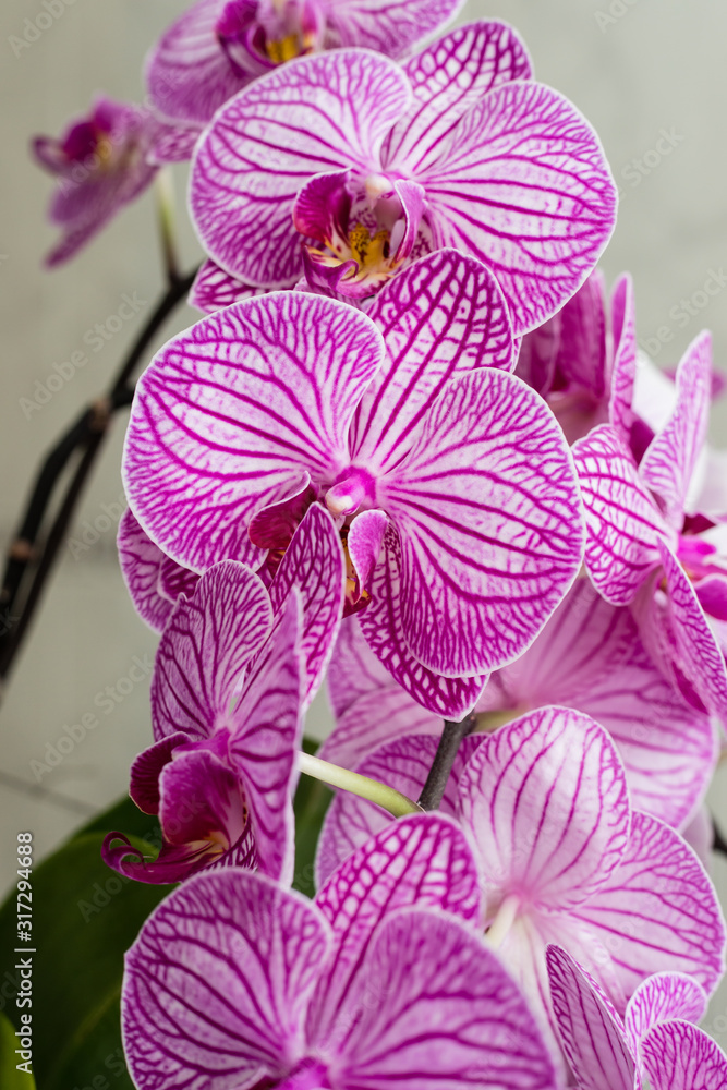 Beautiful purple orchid flowers isolated Beautiful purple orchid flowers isolated