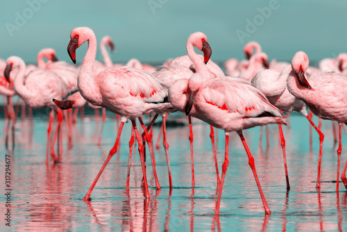 Wild african birds. Group birds of pink african flamingos  walking around the blue lagoon on a sunny day © Yuliia Lakeienko