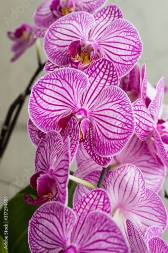 Fototapeta Naklejka Na Ścianę i Meble -  Beautiful purple orchid flowers isolated