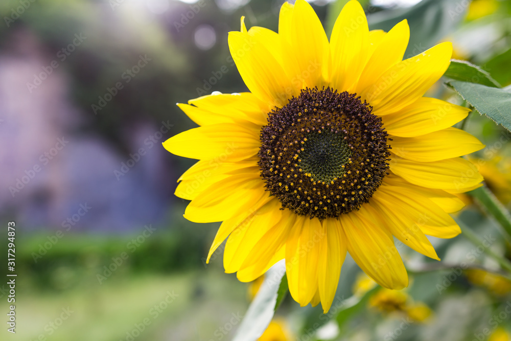 Naklejka premium ヒマワリ