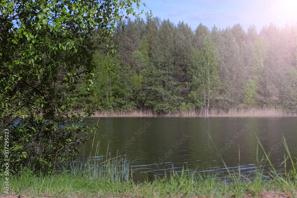 Scenery landscape with green north tundra forest and river at summer day view from river bank. Water is slowly flowing st sunny weather. Nature background with trees pines and birches. Scenery landscape with green north tundra forest and river at summer day view from river bank. Water is slowly flowing st sunny weather. Nature background with trees pines and birches.