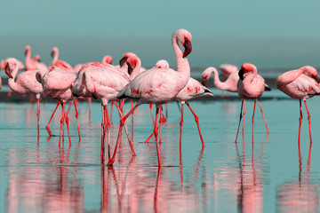 Wild african birds. Group birds of pink african flamingos  walking around the blue lagoon on a sunny day