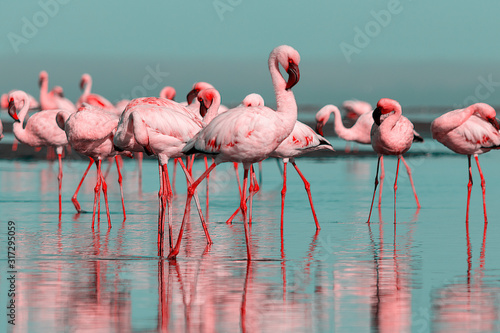 Wild african birds. Group birds of pink african flamingos  walking around the blue lagoon on a sunny day photo