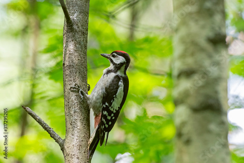  Great spotted woodpecker (Dendrocopos major) in the plumage of a young bird sits on a tree. portrait of young Great spotted woodpecker. © ihorhvozdetskiy