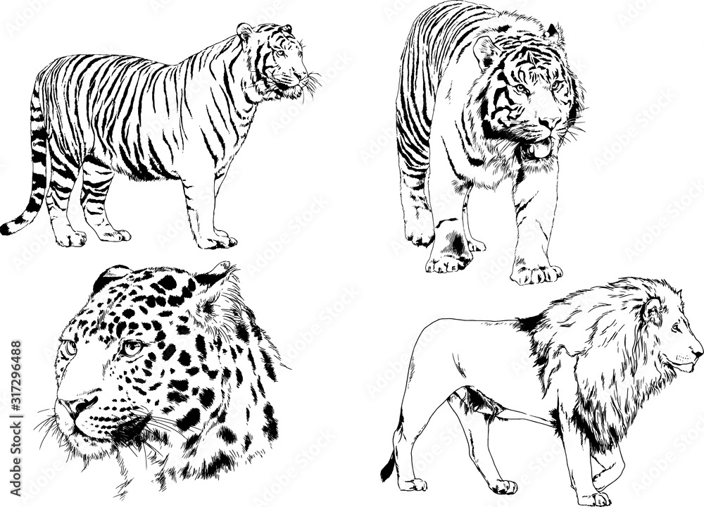 vector drawings sketches different predator , tigers lions cheetahs and leopards are drawn in ink by hand , objects with no background	