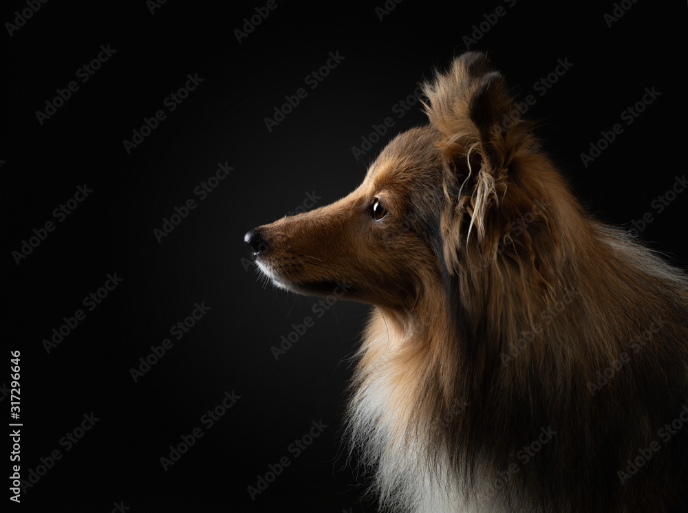 portrait of a dog on a black background. Pet on the dark. Sheltie in a photo studio