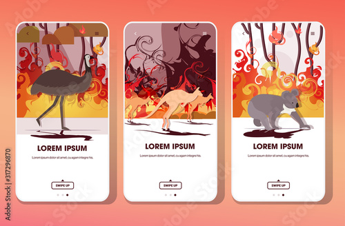 set ostrich kangaroo koala running from forest fires in australia animals dying in wildfire bushfire natural disaster concept intense orange flames smartphone screens collection mobile app vector