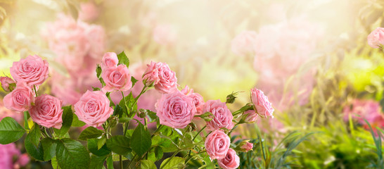 Mysterious fairy tale spring floral wide panoramic banner with fabulous blooming pink rose flowers summer fantasy garden on blurred sunny bright shiny glowing background and copy space