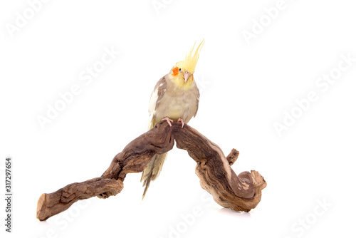 Fototapeta Naklejka Na Ścianę i Meble -  quarrion bird