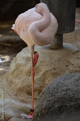 Flamingo