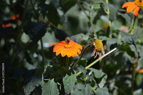 Blumen