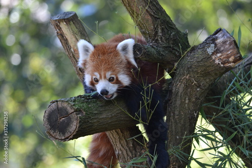 roter panda