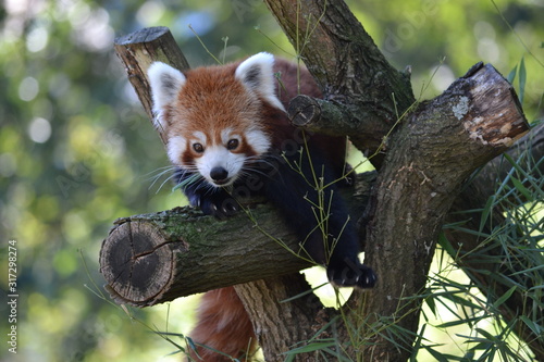 roter panda