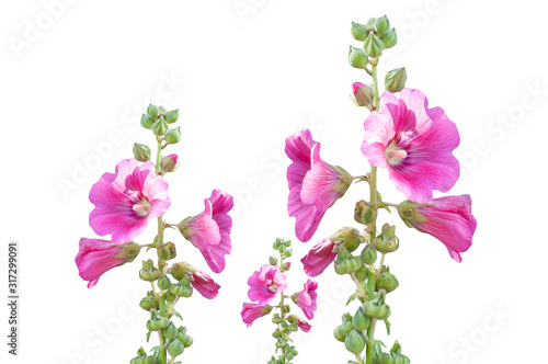 Pink color alcea  hollyhock flowers isolated on white background  clipping path included