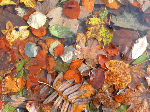 Wallpaper Mural Herbstlaub im Alpsee Torontodigital.ca