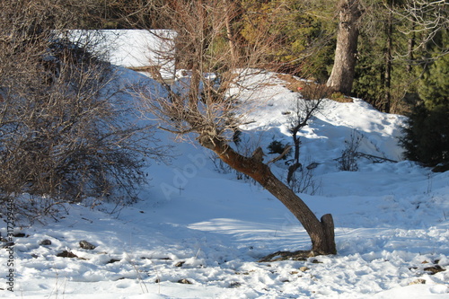 Wallpaper Mural Beauty of Nature In Winter Torontodigital.ca