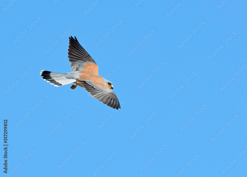 Obraz premium Lesser Kestrel (Falco naumanni), Greece 