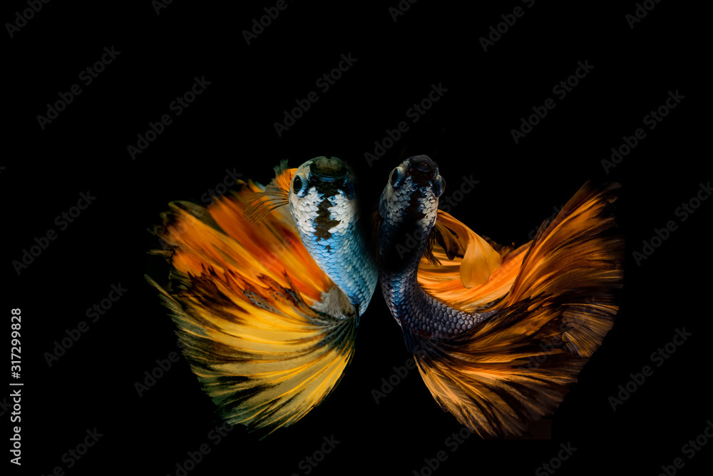 Fototapeta premium Siamese fighting fish.Multi color fighting fish isolated on black background.