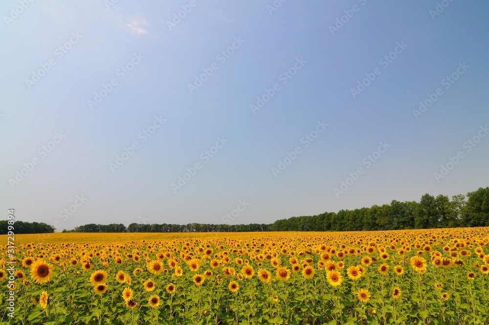 Summer yellow sunflowers with green leaves in field on summer day
