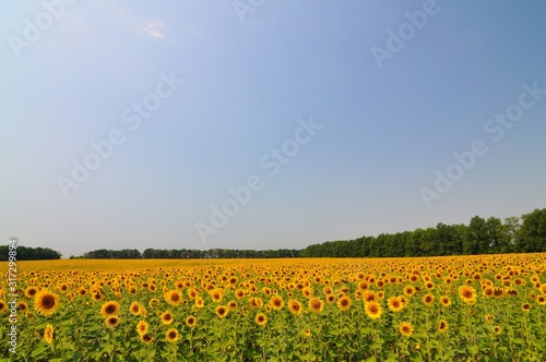 Summer yellow sunflowers with green leaves in field on summer day