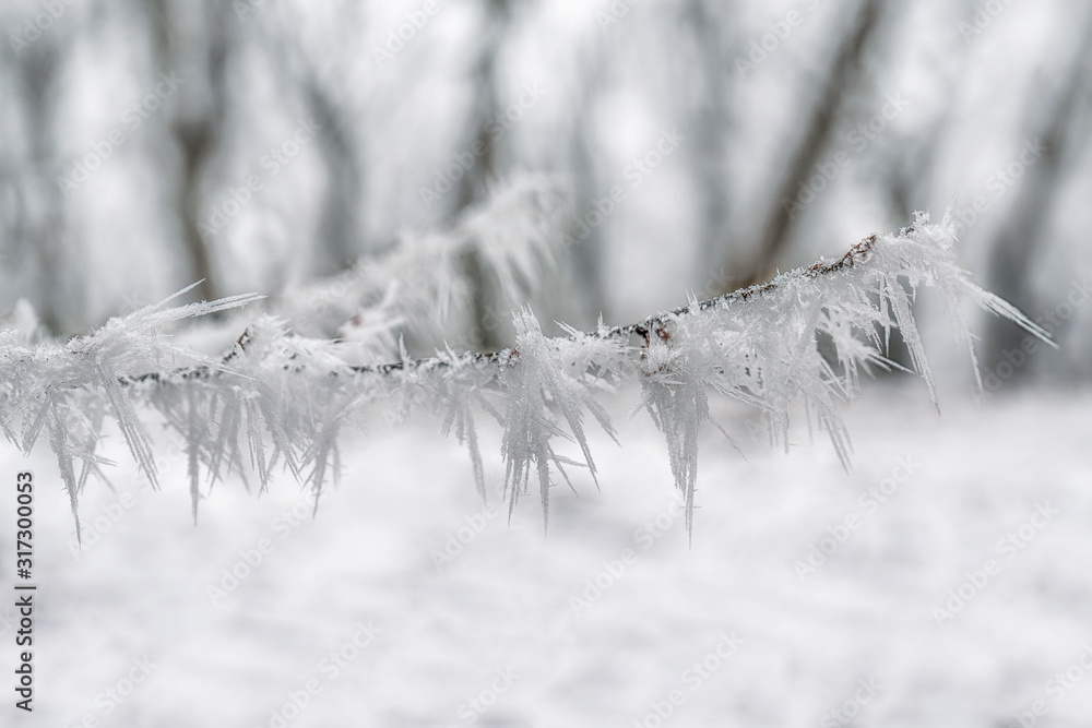 Frozen branch in the forest during winter 