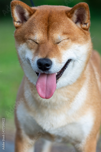 Japanese dog red color Shiba Inu smiles and closed his eyes. The concept of humor.