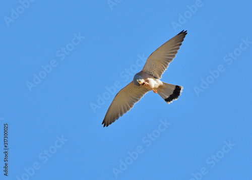 Lesser Kestrel (Falco naumanni), Greece  © ASakoulis