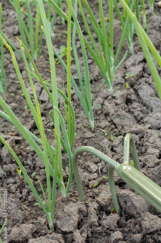 Loosening soil around green onions using hand garden rake.