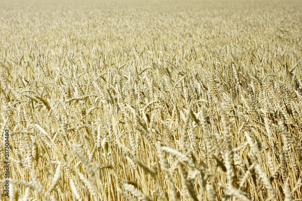 Wheat field on a bright Sunny day. Agriculture. Rural industry. Background. Wheat field on a bright Sunny day. Agriculture. Rural industry. Background.