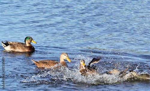 Birds at the Historic Weir in Sarasota, FL