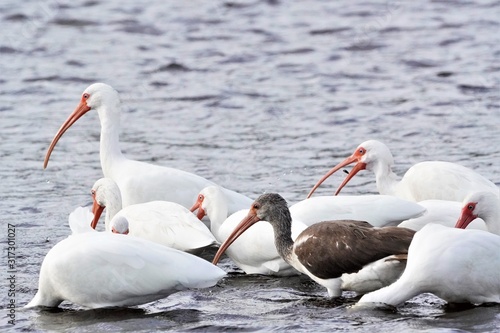 Birds at the Historic Weir in Sarasota, FL