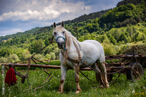 Workhorse in the Maramures, Romania © Gerhard