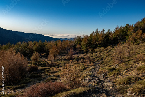 Mountain forest in the morning