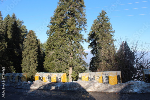 Wallpaper Mural Trees All Around Torontodigital.ca