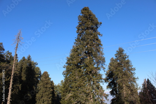 Wallpaper Mural Trees All Around Torontodigital.ca