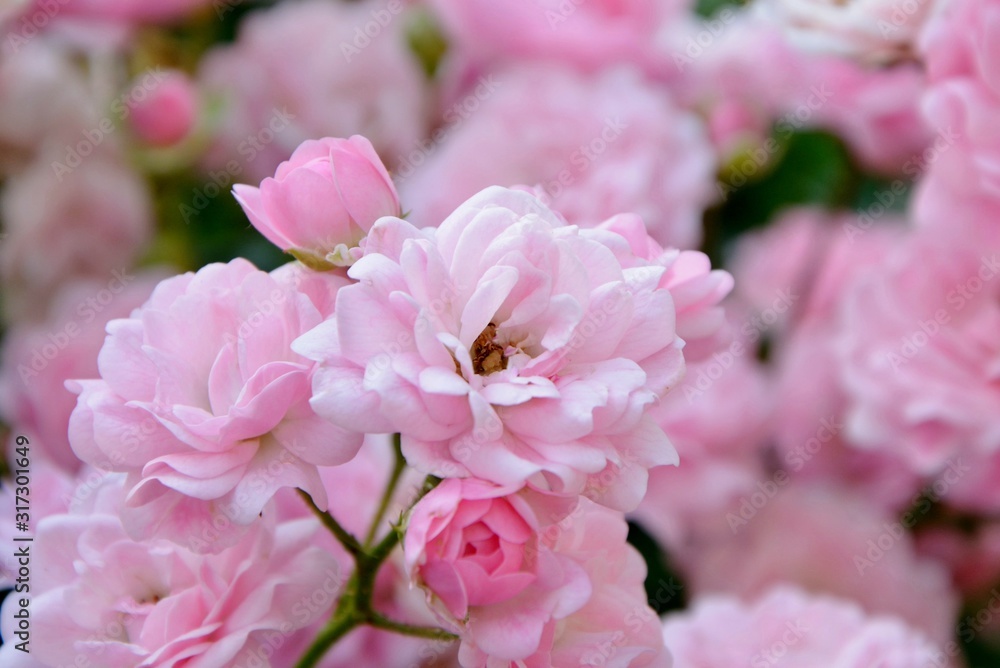Delicate pink roses in the garden close-up Delicate pink roses in the garden close-up