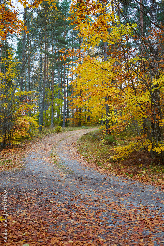 Autumn forest. Forest with country road at sunset. Colorful landscape with trees, rural road, orange leaves and blue sky. Travel. Autumn background. Magic forest.