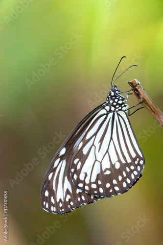 Blue Glassy Tiger (Ideopsis vulgaris), Sinharaja Rain Forest Reserve, Sri Lanka photo