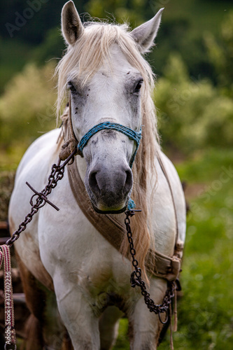 Принти на полотні workhorse