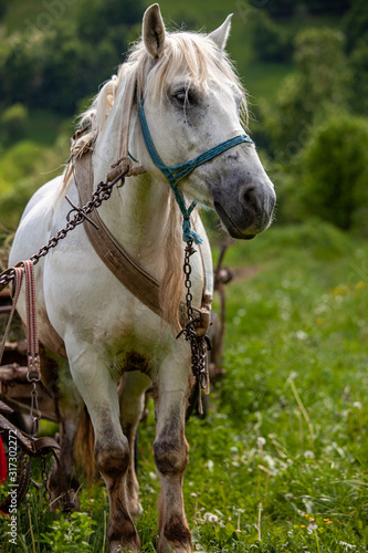 Slika na platnu workhorse