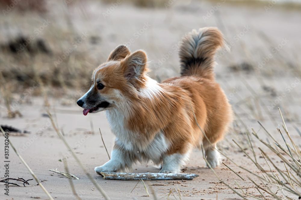 Welsh Corgi fluffy runs around the beach and plays in the sand