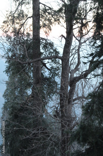 Wallpaper Mural Beauty of Nature Torontodigital.ca