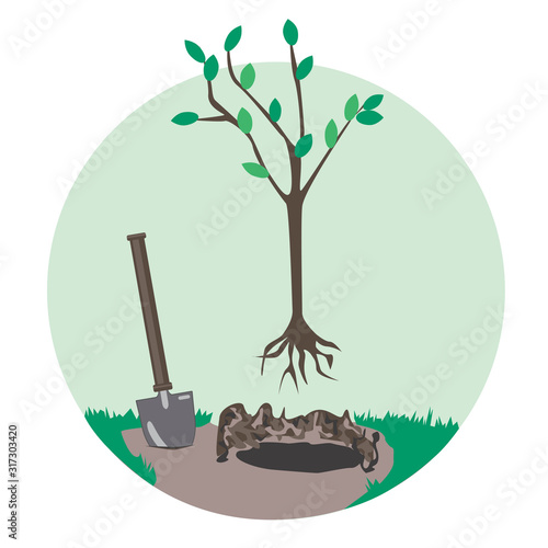 A planting a fruit tree and a shovel with a wooden handle isolated on a white background, a flat vintage vector stock illustration in a circle as a concept of landscaping and ecology