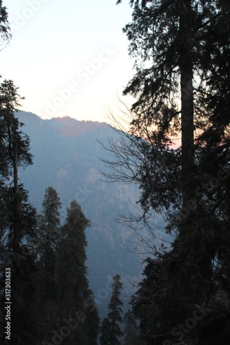Wallpaper Mural Trees Showing Nature Torontodigital.ca