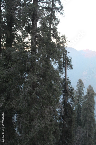 Wallpaper Mural Trees Showing Nature Torontodigital.ca