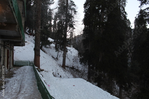 Wallpaper Mural Trees Showing Nature Torontodigital.ca