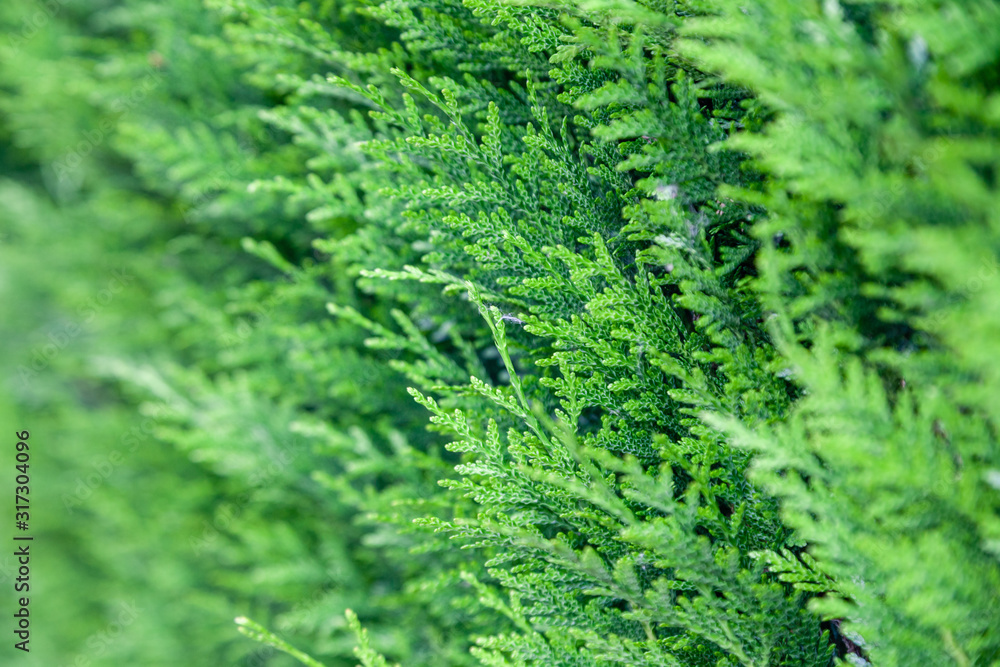 Closeup fresh green christmas leaves, branches of thuja trees on green background. Thuya twig occidentalis, evergreen coniferous tree. Chinese thuja. Conifer cedar thuja leaf green texture