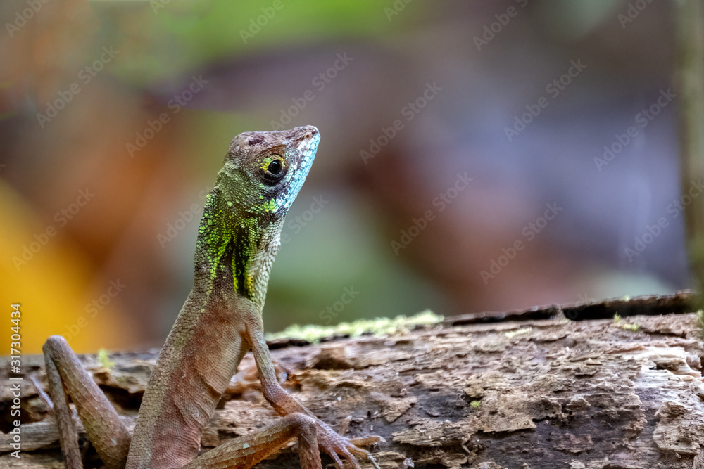 Kangaroo Lizard (Otocryptis beddomii), Sinharaja Rain Forest Reserve, Sri Lanka Kangaroo Lizard (Otocryptis beddomii), Sinharaja Rain Forest Reserve, Sri Lanka